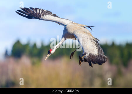 Eurasian gru sbarco Foto Stock