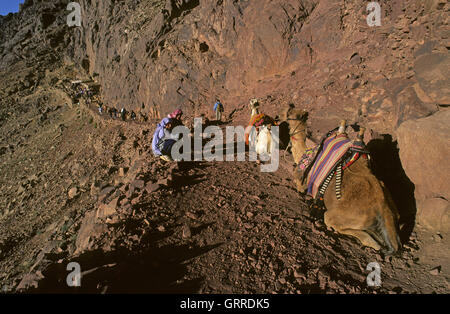 I beduini e i loro cammelli nel deserto del Sinai, Egitto, Asia Foto Stock