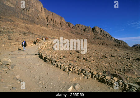 Persone e cammelli nel deserto del Sinai, Egitto, Asia Foto Stock