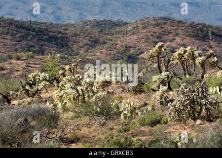 Cholla cactus che crescono lungo la Arizona Trail con ficodindia e cactus Saguaro cactus in Black Hills di Arizona. Foto Stock