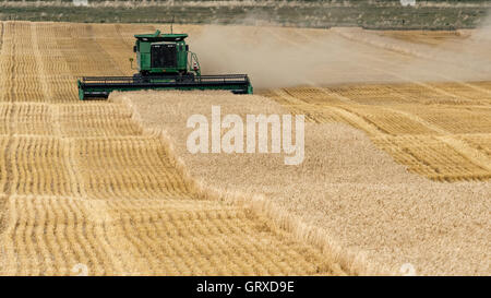 Un agricoltore utilizzando una mietitrebbia John Deere i raccolti di frumento, Warner, Alberta, Canada. Foto Stock