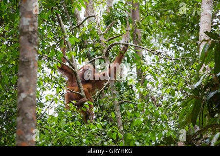 Orangutan femmina con un bambino appeso a un albero in Natura Semenggoh Riserva, Sarawak, Borneo, Malaysia Foto Stock