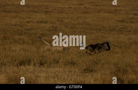 Un ghepardo inseguono a GNU in Masai Mara Foto Stock