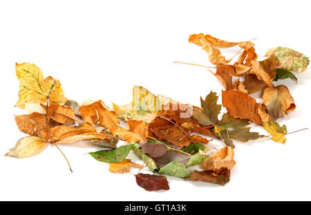 In autunno le foglie secche isolato su sfondo bianco con copyspace Foto Stock