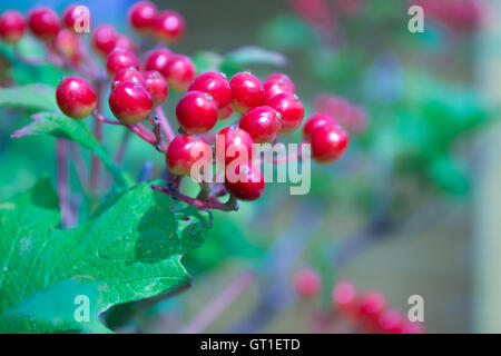 Primo piano di grappoli di bacche rosse di un viburno rose Foto Stock