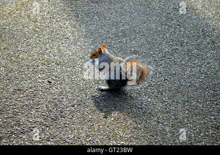 Scoiattolo dadi di mangiare nel parco in una giornata di sole in London Regents Park Foto Stock