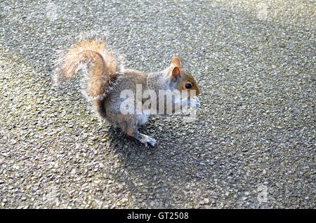 Scoiattolo dadi di mangiare nel parco in una giornata di sole in London Regents Park Foto Stock