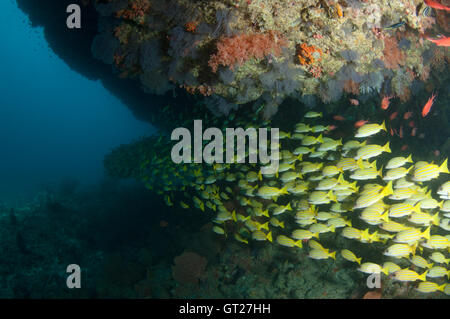 Scuola di giallo lutiani sotto a sbalzo in Kuda Rah Thila, South Ari Atoll, Maldive Foto Stock