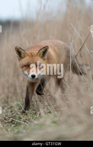 Red Fox / Rotfuchs ( Vulpes vulpes ), curioso adulto, in esecuzione attraverso dry reed alta erba, sembra essere sorpresi. Foto Stock