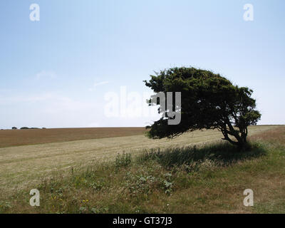 A forma di albero in vento in campo al di fuori Beachy Head modo, Eastbourne, East Sussex affacciato sul Canale in lingua inglese Foto Stock