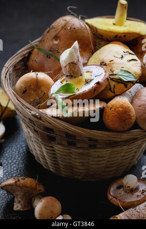 Varietà di funghi di bosco Foto Stock