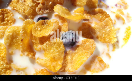 Sana colazione set. di mirtilli freschi e fiocchi di mais con il latte Foto Stock