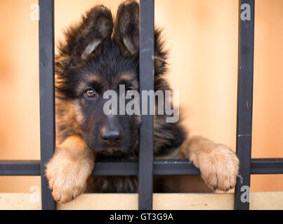 Infelice puppy in rifugio Foto Stock
