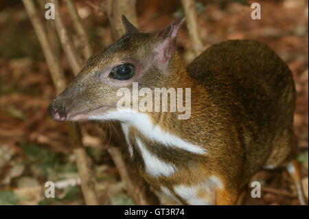 Femmina del Sudest Asiatico mouse Java-cervi o Javan chevrotain (Tragulus javanicus) Foto Stock