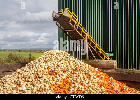 Respinto rifiuti, wonky, brutti, carote  vegetali Trasformazione agricoltore il suo spreco di carota Winter harvest in Wigan Greater Manchester, Lancashire, Foto Stock