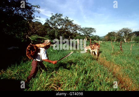 Il taglialegna in Ixtlan de Juarez, Oaxaca, Messico Foto Stock