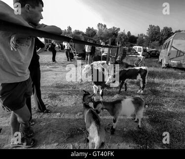 Giovane uomo si appoggia su una recinzione e cercando di vendere i loro greggi di capre e di vitelli su animali domestici mercato nella città di Kosov, Ivano- Foto Stock