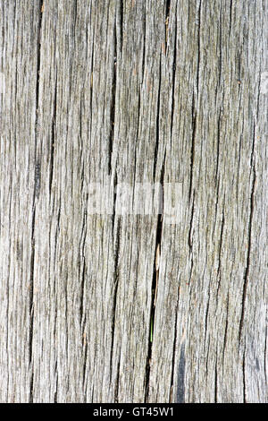 Vecchia Quercia texture di legno Foto Stock