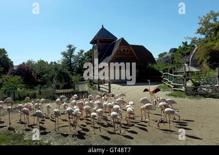 Pellicani in zoo di Budapest, Ungheria Foto Stock