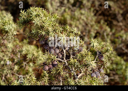 Cadei, juniperus oxycedrus Foto Stock