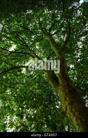 Nel nord di Londra, Gran Bretagna 9 Set 2016 - un uomo a camminare in un parco in un ambiente caldo e umido la mattina in North London Credit: Dinendra Haria/Alamy Live News Foto Stock