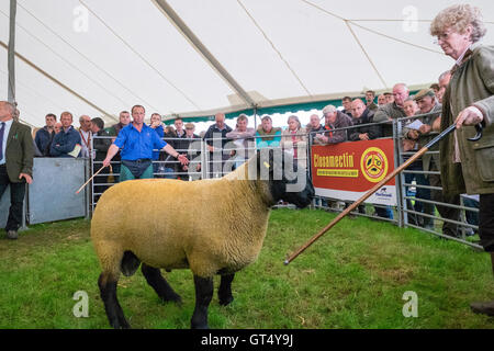 Kelso, la frontiera europea Showground, Springwood Park, Regno Unito. 09.Sep.2016. CLOSAMECTIN KELSO RAM didascalia di vendita: 177th Kelso Ram Vendite. Che si terrà venerdì 9 settembre 2016 a Springwood Park, Kelso. 5145 Rams è entrato per essere venduti da 10am quando la campana suona per iniziare la vendita. La Ram a Kelso vendite è il più grande e il più famoso giorno Vendita di montoni nel mondo. Credito: Rob grigio/Alamy Live News Foto Stock