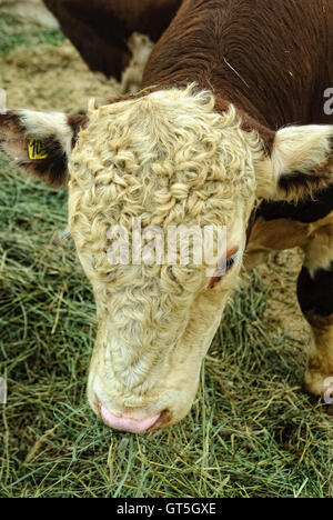 Vacche di razza di carne Obrak Foto Stock