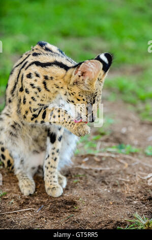 Serval al Emdoneni Cat Centro di riabilitazione in Sud Africa, il cui scopo è quello di prendersi cura di gatti selvatici. Foto Stock