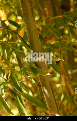 Golden bamboo phyllostachys aurea verso l'alto crescente canne in un letto di bambù Foto Stock