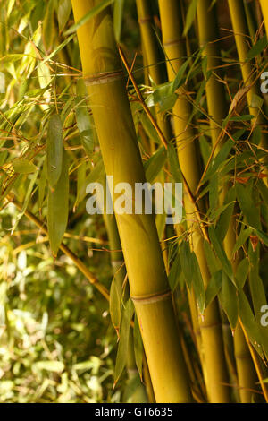 Golden bamboo phyllostachys aurea verso l'alto crescente canne in un letto di bambù Foto Stock