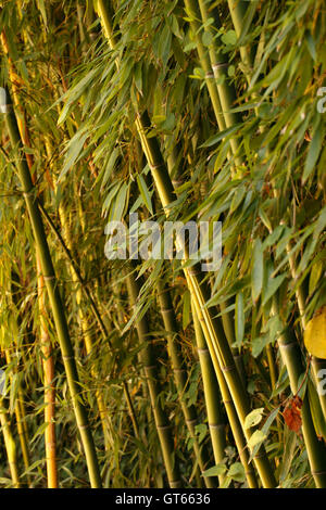 Golden bamboo phyllostachys aurea verso l'alto crescente canne in un letto di bambù Foto Stock