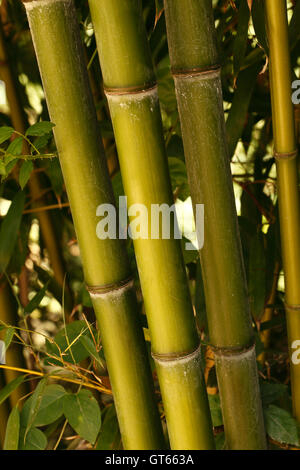 Golden bamboo phyllostachys aurea verso l'alto crescente canne in un letto di bambù Foto Stock