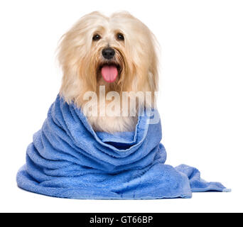 Bella bagnata rossastro cane havanese avvolto in un asciugamano blu Foto Stock