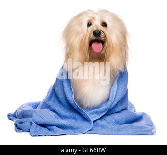 Bella bagnata rossastro cane havanese avvolto in un asciugamano blu Foto Stock