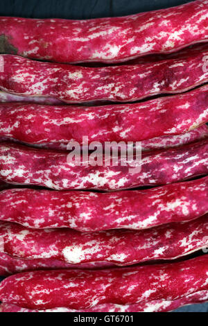 Phaseolus vulgaris fagioli borlotti con venature rosa e bianco Fagioli baccelli casi Foto Stock