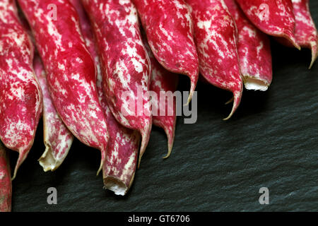 Phaseolus vulgaris fagioli borlotti con venature rosa e bianco Fagioli baccelli casi Foto Stock