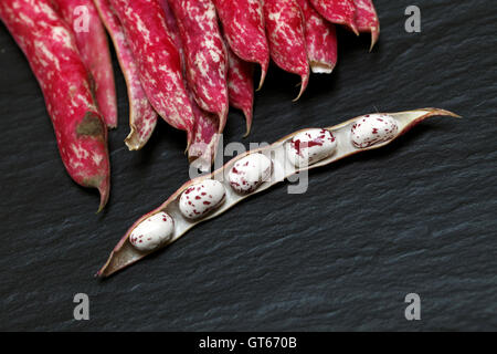 Phaseolus vulgaris fagioli borlotti con venature rosa e bianco Fagioli baccelli casi Foto Stock