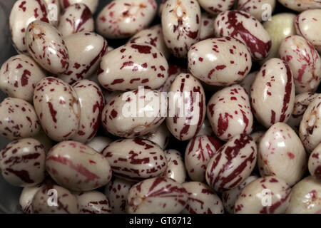 Phaseolus vulgaris fagioli borlotti con venature rosa e bianco Fagioli baccelli casi Foto Stock