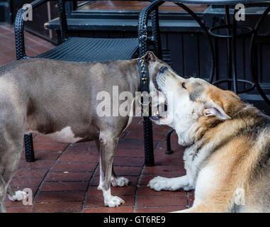 Un legname wolf giocando con un pit bull terrier Foto Stock