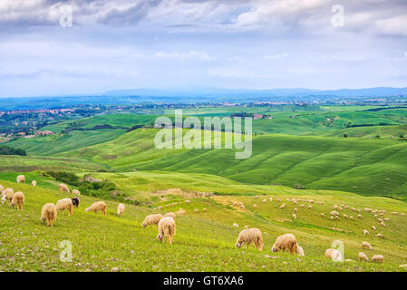 Le pecore al pascolo nei campi verdi in Val d' Orcia, colline sullo sfondo. Siena, Toscana, Italia Foto Stock