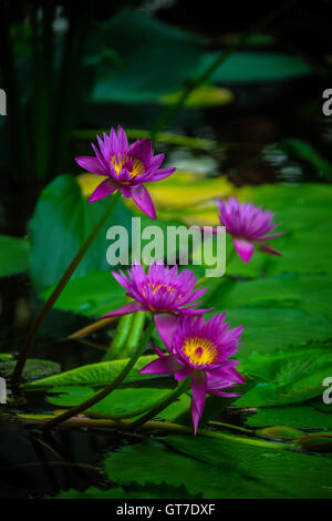 Quattro Waterlilies Foto Stock