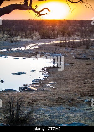 Rhino nel Parco Nazionale Etosha al tramonto, Namibia Foto Stock