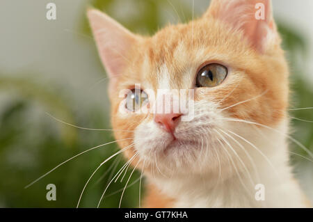 Orange Kitten Starring - close up Foto Stock