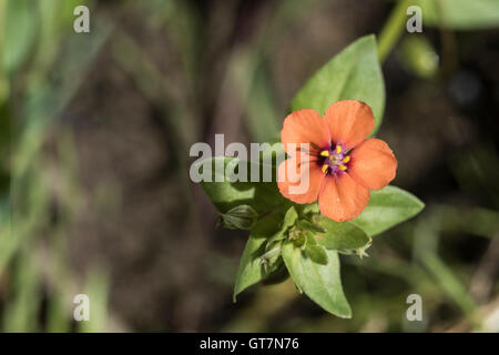 Scarlet Pimpernel, Anagallis arvense ssp. arvense, Surrey, Regno Unito. Foto Stock