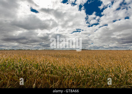 Mature campo d'oro di Zea mays o mais pronti per essere raccolti come un fiocco di cereali prodotti alimentari o da foraggio per l'inverno per alimentazione Foto Stock