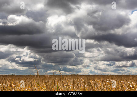 Nuvole drammatico incontro per una tempesta su un maturo campo di grano pronto per la mietitura nel midwest USA Foto Stock