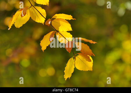 Ramo di Albero in autunno, Odenwald, Hesse, Germania Foto Stock