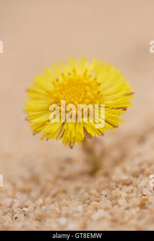 Close-up di Coltsfoot (Tussilago farfara) fiorire nella buca di sabbia in primavera, Alto Palatinato, Baviera, Germania Foto Stock