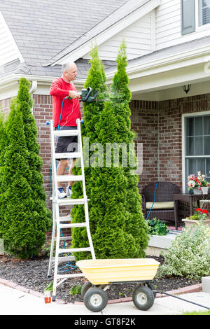 Senior Uomo su una scaletta di acciaio alto taglio Thuja occidentalis Impianto Usando Tagliasiepi attrezzo fuori casa. Foto Stock