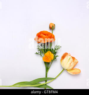 Tagliare i fiori d'arancio, Ranunculus, Pansy e Tulip Foto Stock